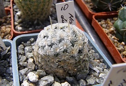 Mammillaria duwei4