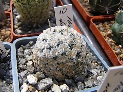 Mammillaria duwei4