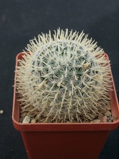 Mammillaria duwei