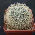 Mammillaria duwei