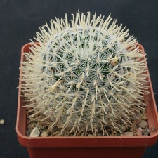 Mammillaria duwei