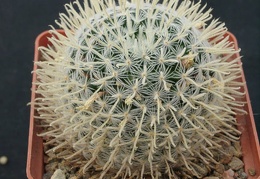 Mammillaria duwei