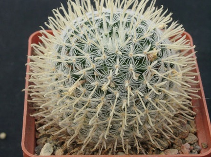 Mammillaria duwei