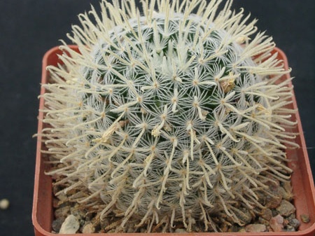 Mammillaria duwei