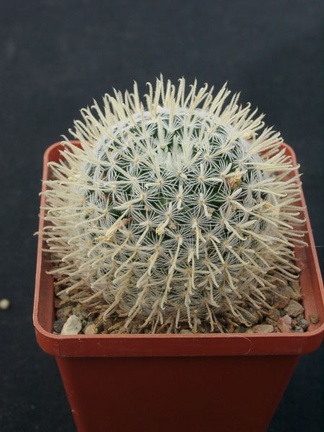 Mammillaria duwei