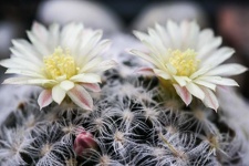 Mammillaria duwei 001