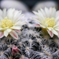 Mammillaria duwei 001