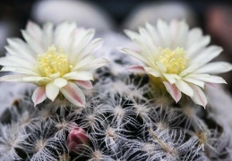 Mammillaria duwei 001