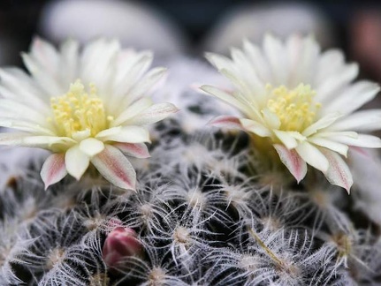 Mammillaria duwei 001
