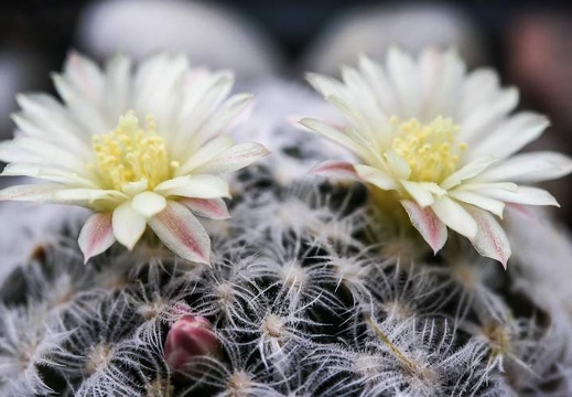 Mammillaria duwei 001