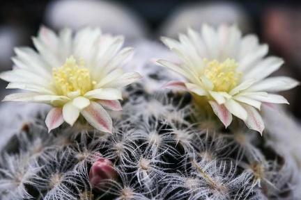 Mammillaria duwei 001
