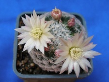 Mammillaria duwei Lira