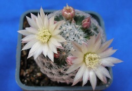 Mammillaria duwei Lira