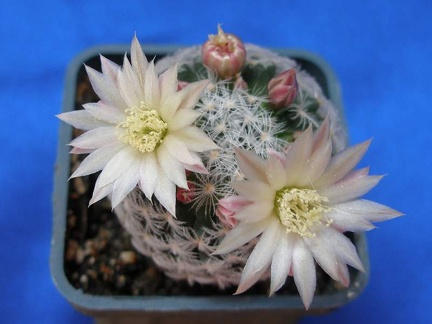 Mammillaria duwei Lira