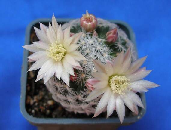 Mammillaria duwei Lira