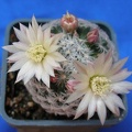 Mammillaria duwei Lira