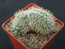 Mammillaria duwei f  cristata