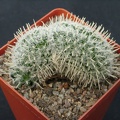 Mammillaria duwei f  cristata