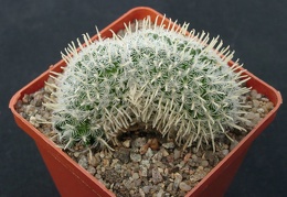 Mammillaria duwei f  cristata