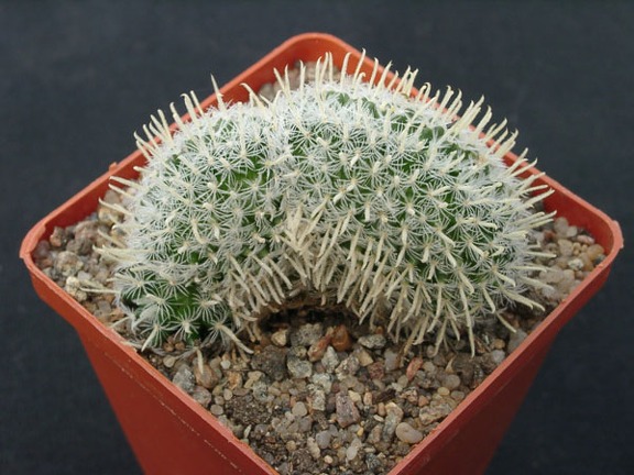 Mammillaria duwei f  cristata