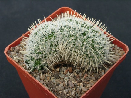 Mammillaria duwei f  cristata