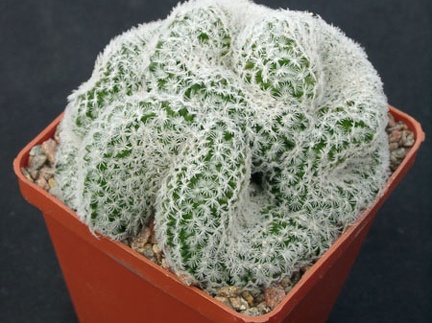 Mammillaria duwei f cristata