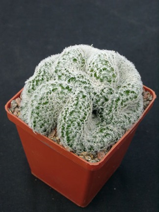 Mammillaria duwei f cristata