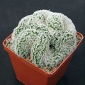 Mammillaria duwei f cristata