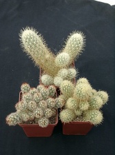 Mammillaria elongata