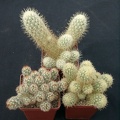 Mammillaria elongata