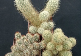 Mammillaria elongata