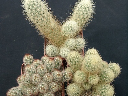 Mammillaria elongata