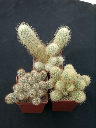 Mammillaria elongata