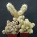Mammillaria elongata (2934 відвідувань) Mammillaria elongata