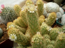Mammillaria elongata Tit FG