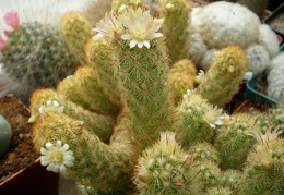 Mammillaria elongata Tit FG
