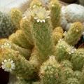 Mammillaria elongata Tit FG