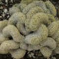 Mammillaria elongata fa  cristata