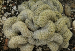 Mammillaria elongata fa  cristata