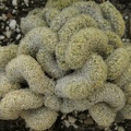 Mammillaria elongata fa cristata (2084 відвідувань) Mammillaria elongata fa cristata