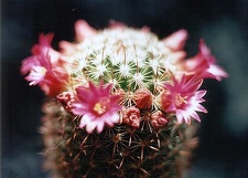 Mammillaria ernestii