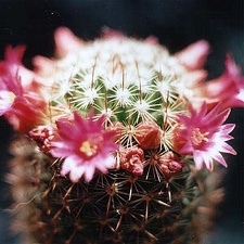 Mammillaria ernestii