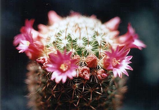 Mammillaria ernestii (1478 відвідувань) Mammillaria ernestii