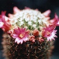 Mammillaria ernestii (2122 відвідувань) Mammillaria ernestii