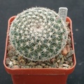 Mammillaria formoza ML414