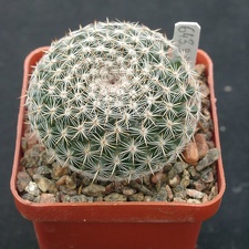 Mammillaria formoza ML414