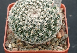 Mammillaria formoza ML414