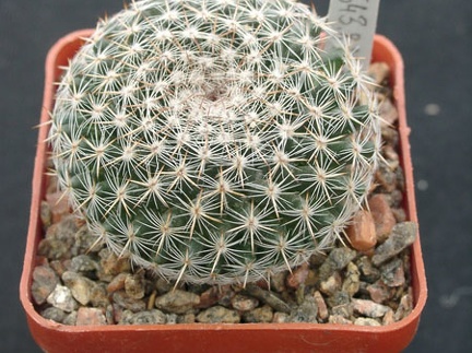 Mammillaria formoza ML414