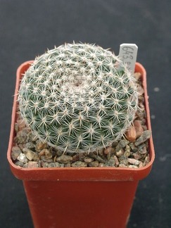 Mammillaria formoza ML414