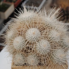 Mammillaria geminispina v  nobilis 1984 Vict Oldman dec 2011 Muchin